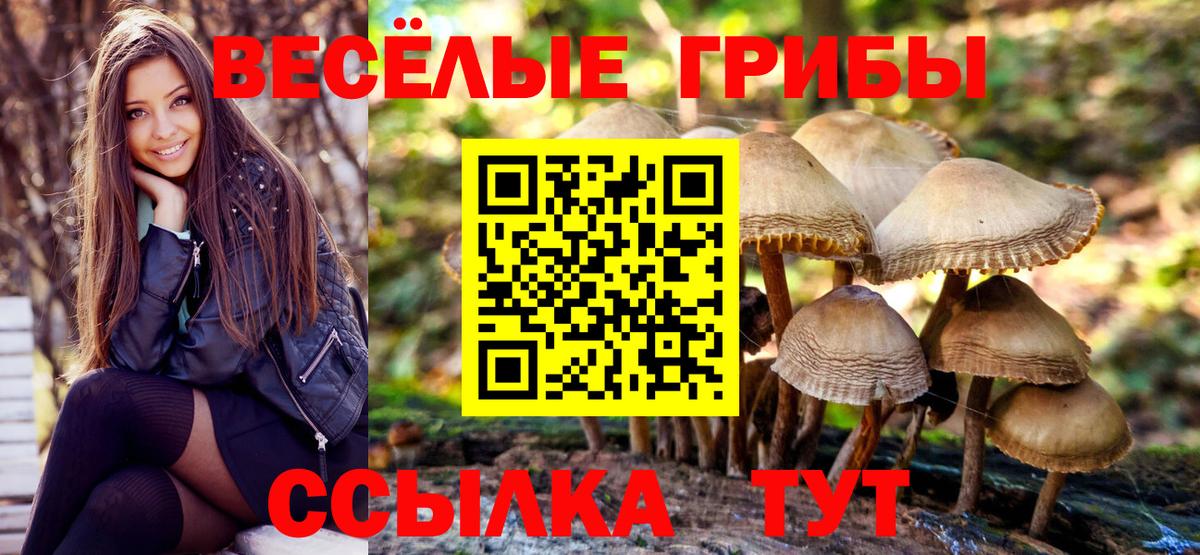 Псилоцибиновые грибы мицелий  где найти   Горно-Алтайск  Вход с VPN 